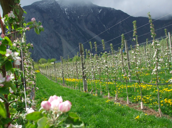 Budding farmer gets chance to grow Keremeos dream orchard thanks to land-matching program