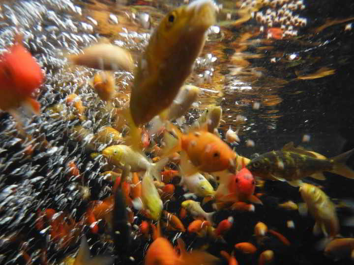grow your full potential! victoria aquaponics spring