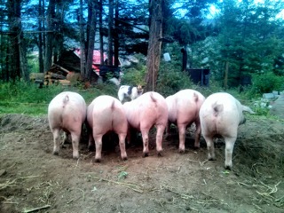 Mackin Creek Farm - Pigs