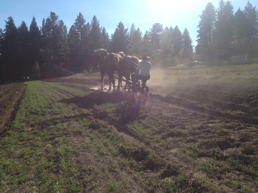 Deerfoot Farm- Tractor & Horse Ploughing Plowing Workshop Potluck and Farm Tour