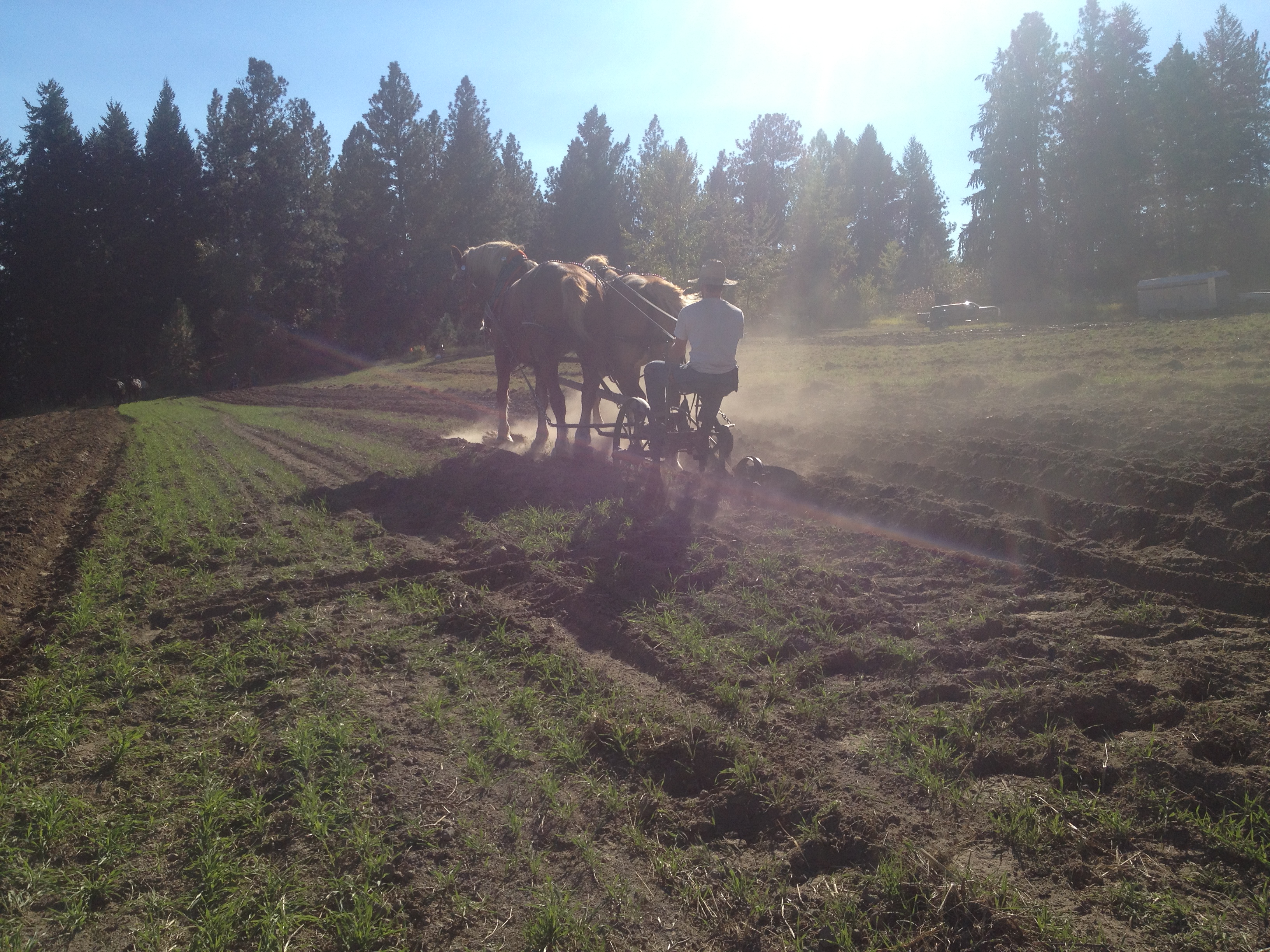 Deerfoot Farm- Tractor & Horse Ploughing Plowing Workshop Potluck and Farm Tour