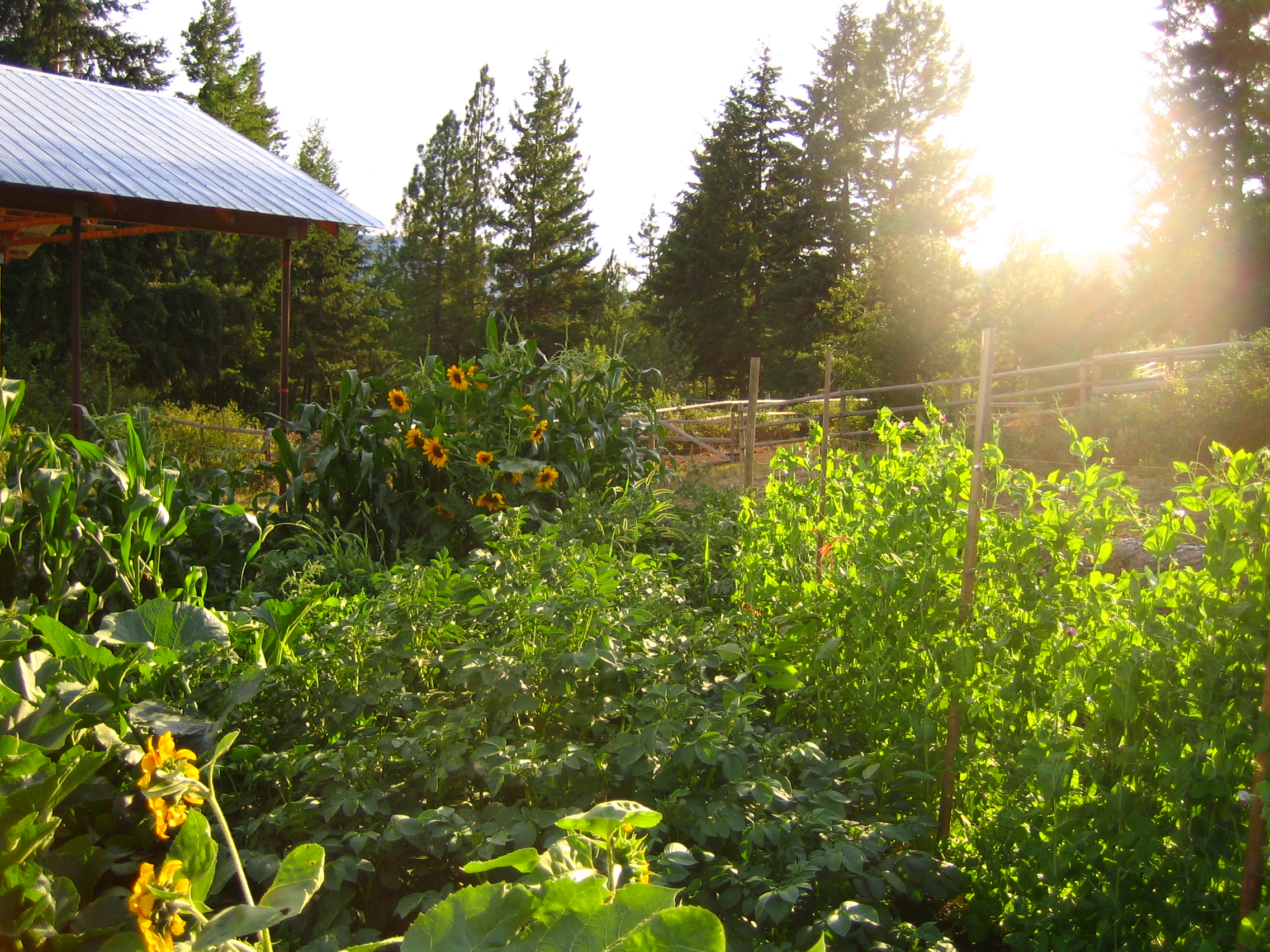 Sunshine Certfied Organic Land for Lease Young Agrarians