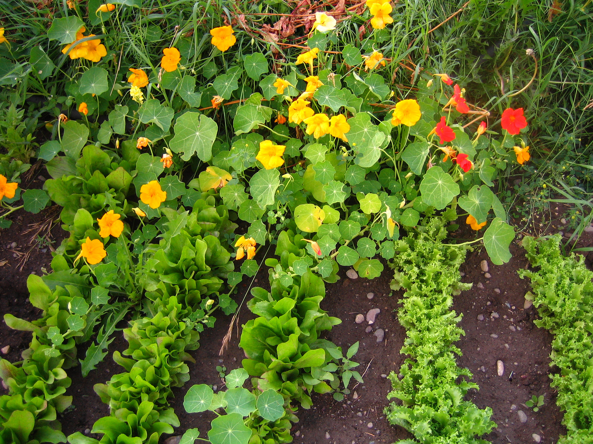 LAND Certified Organic Farm Land for Lease, Okanagan, BC Young Agrarians