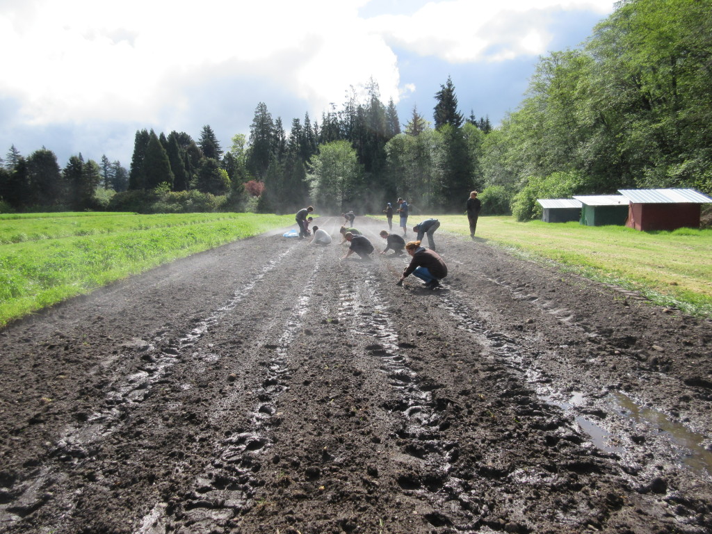Students working the field at UBC Farm Practicum in Sustainable Agriculture