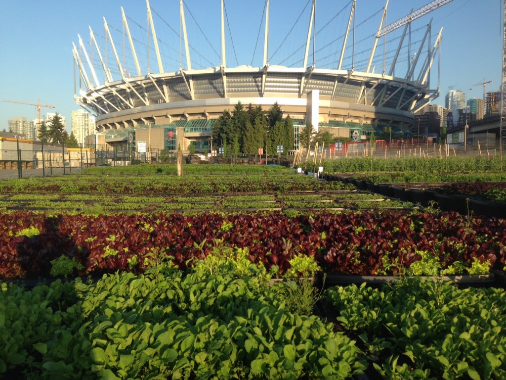 Sole Food Street Farm Job Young Agrarians