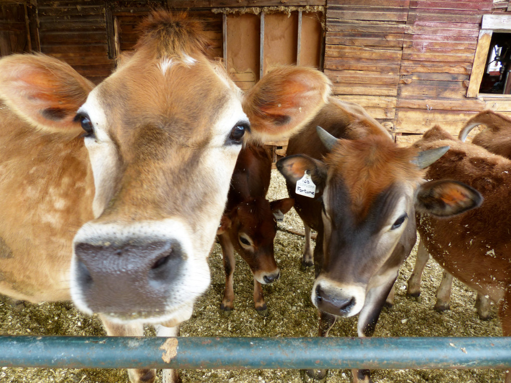 Tawny jersy Cows Interested in the Kootenay Co-op True North Supplier Event
