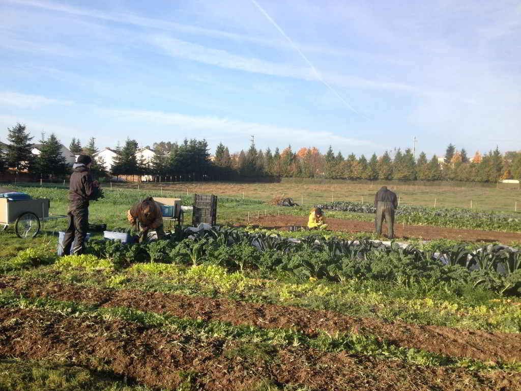 Field view of zaklan heritage farm job getting done