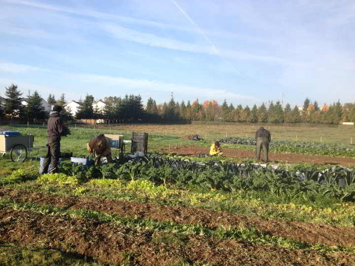 Field view of zaklan heritage farm job getting done