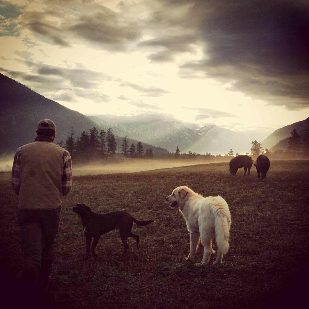 Farmer at Spray Creek Ranch on a morning walk with farm dogs and sows