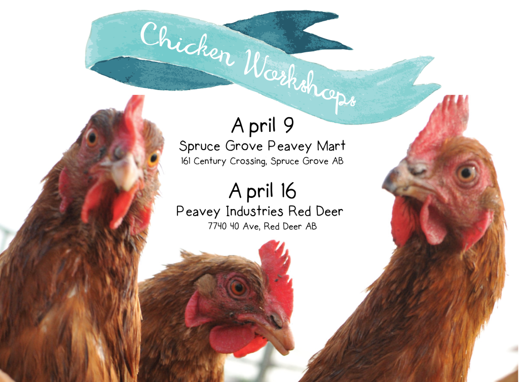 Small Flock Chicken Workshps