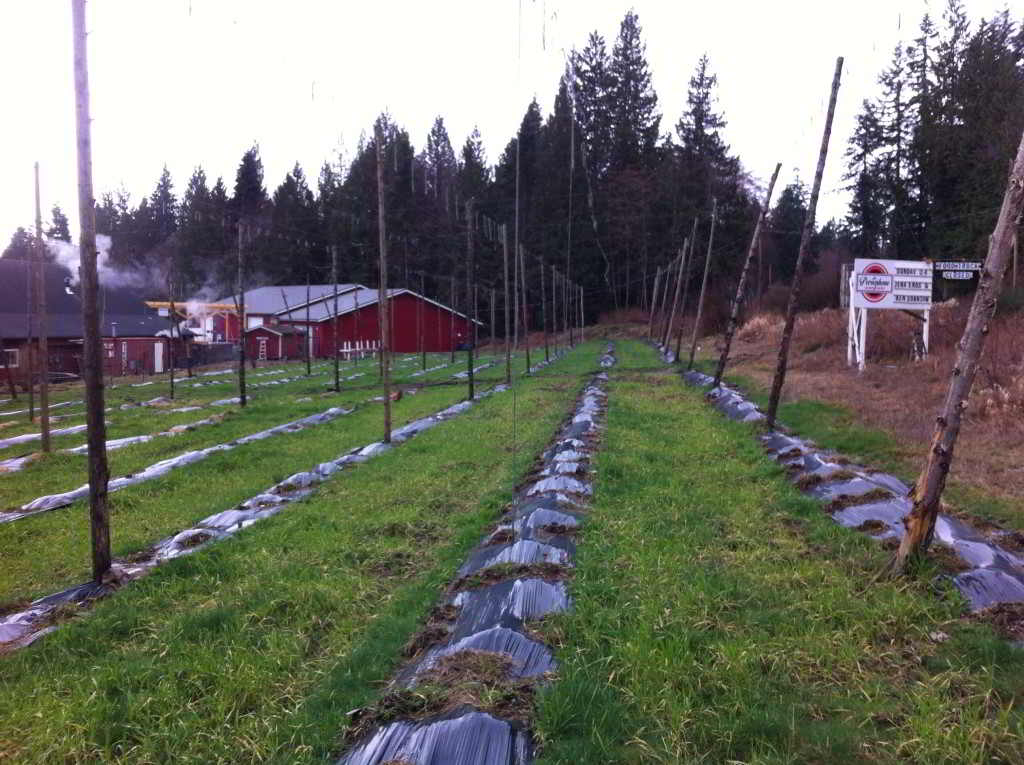 Farm job persephone brewing company