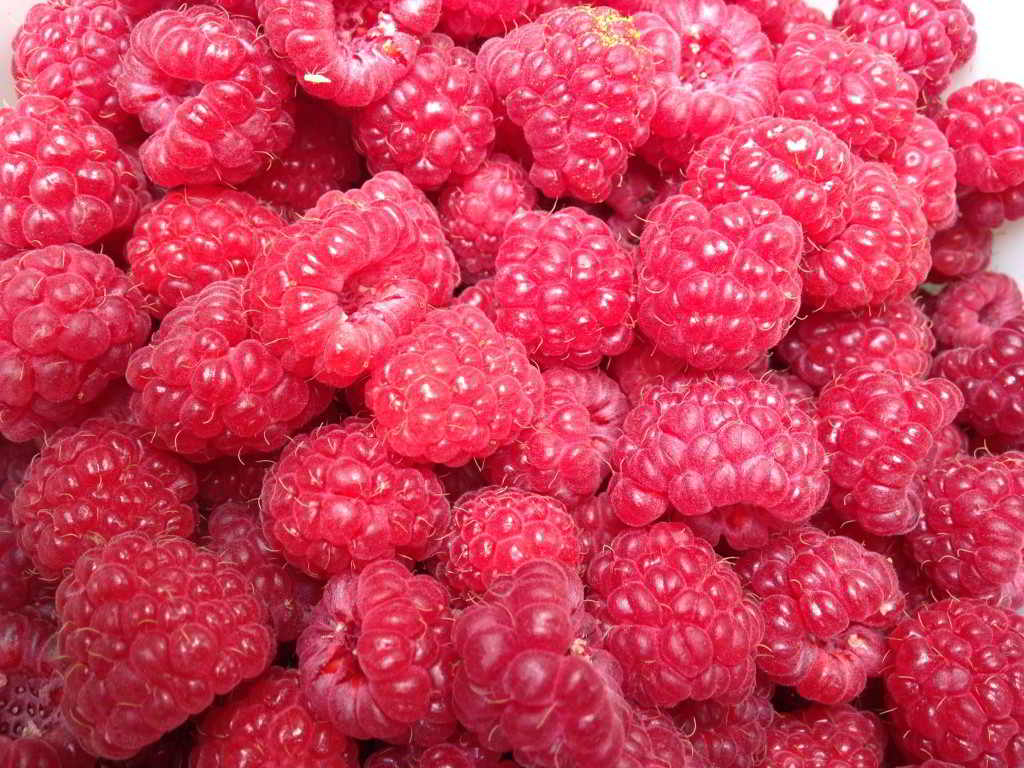 Food Processing Forum raspberries