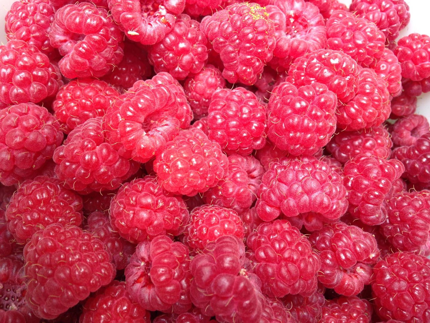 Food Processing Forum raspberries