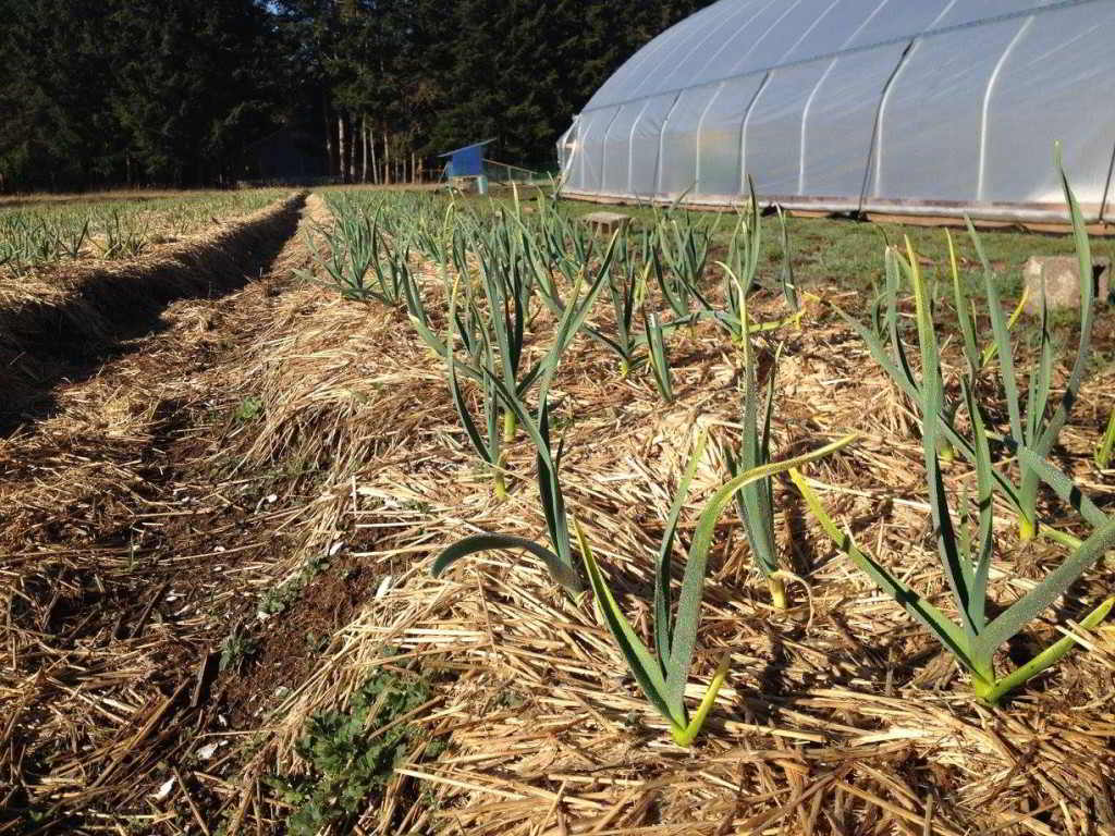 Kloverdalen Farm Tour Potluck Courtenay BC