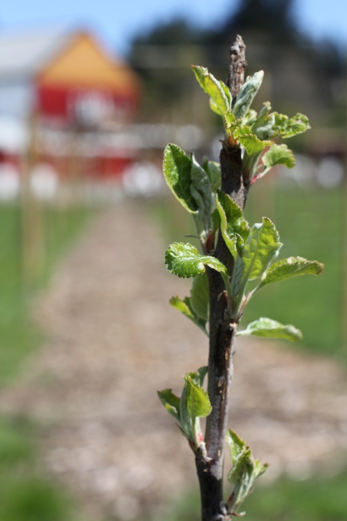 Farm job Tod Creek Cider Victoria