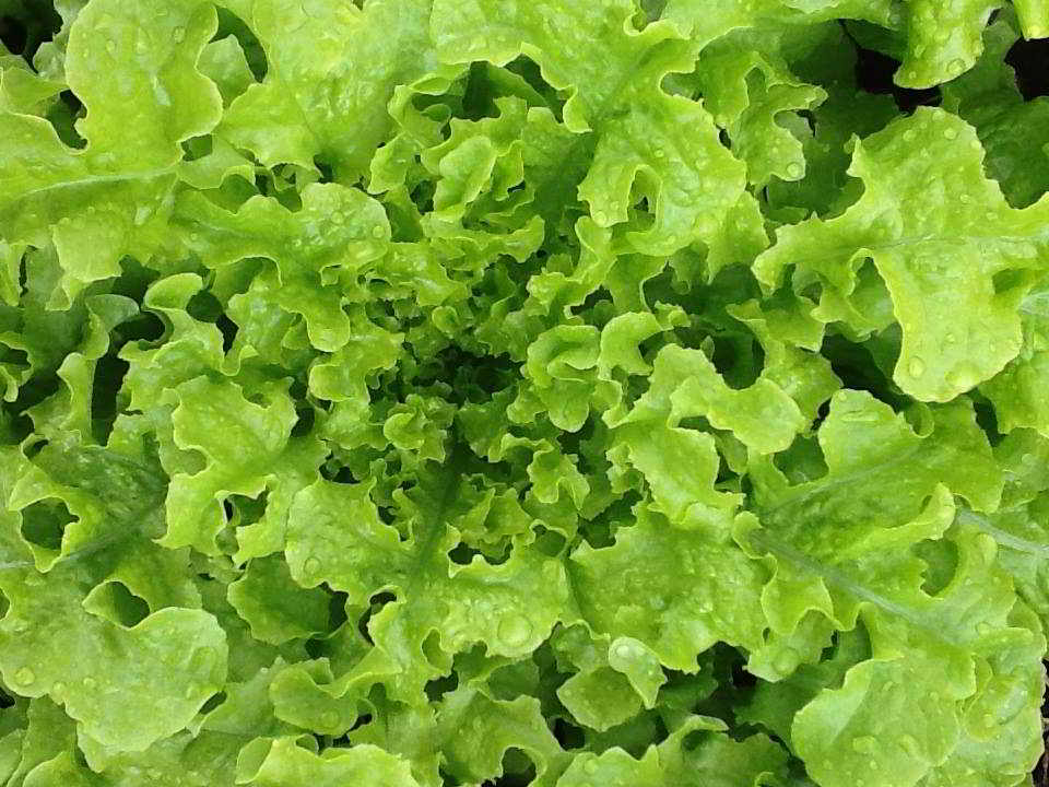 Skill Share - salad greens