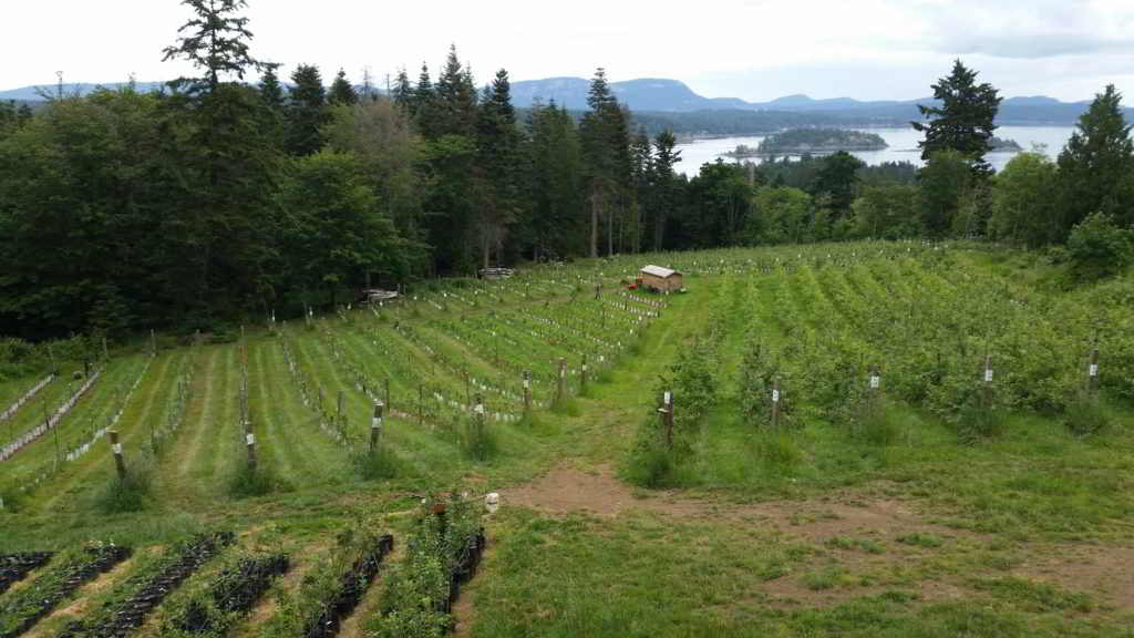 Farm Job Salt Spring Apple Company