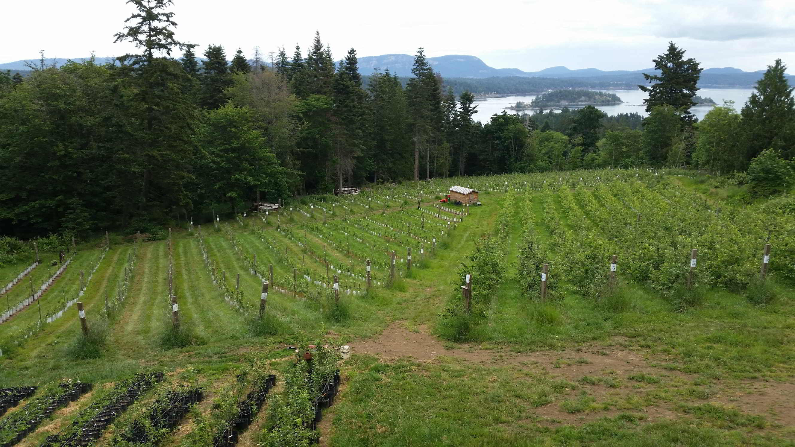 Farm Job Orchard Manager, Salt Spring Apple Company