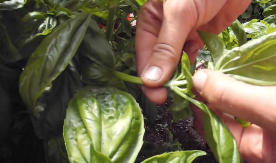 Skill Share - harvesting basil