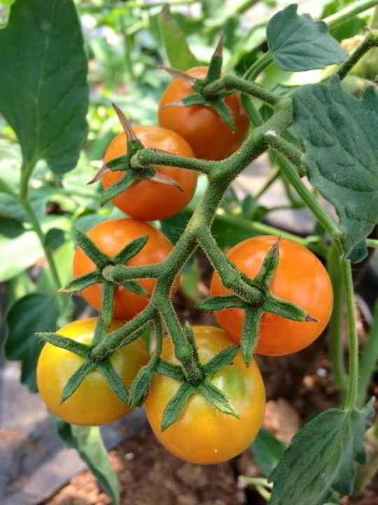 Skill Share: Tomatoes, Ripple Farm