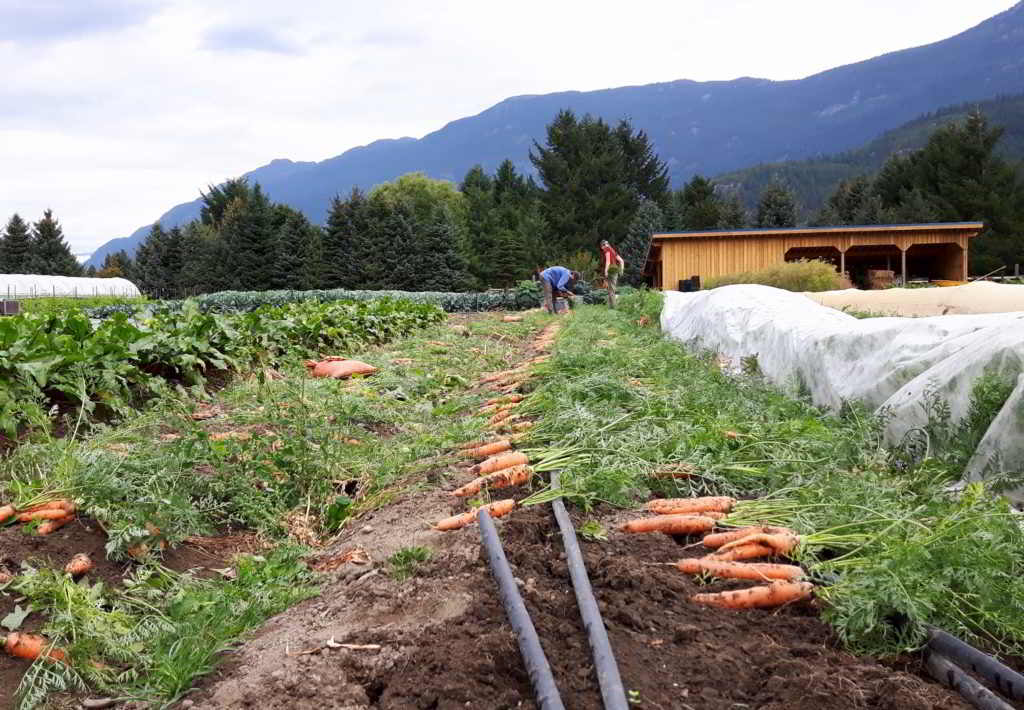 farm job harvesting carrots plenty wild farm
