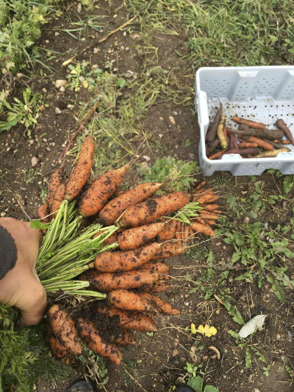 Farm Job Medley Organics