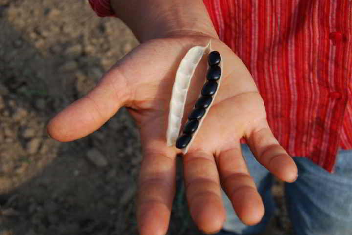 A hand of a young farmer holds a dried bean at Cedar Down Farm