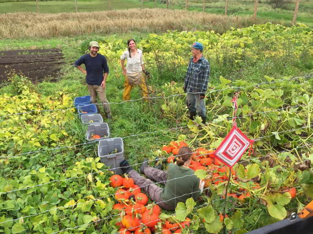 Internship Ravine Creek Farm