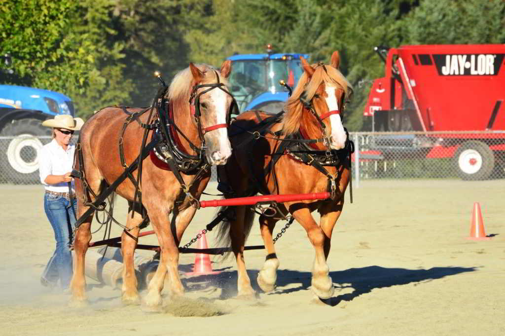 Cadence Lane Farm Draft Team Pulls Logs w/ teamster, Christine