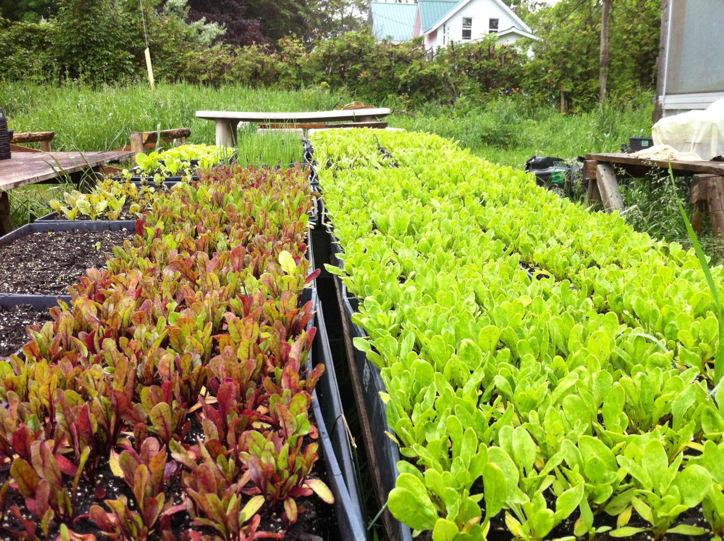 Farm Job Black Sheep Farm