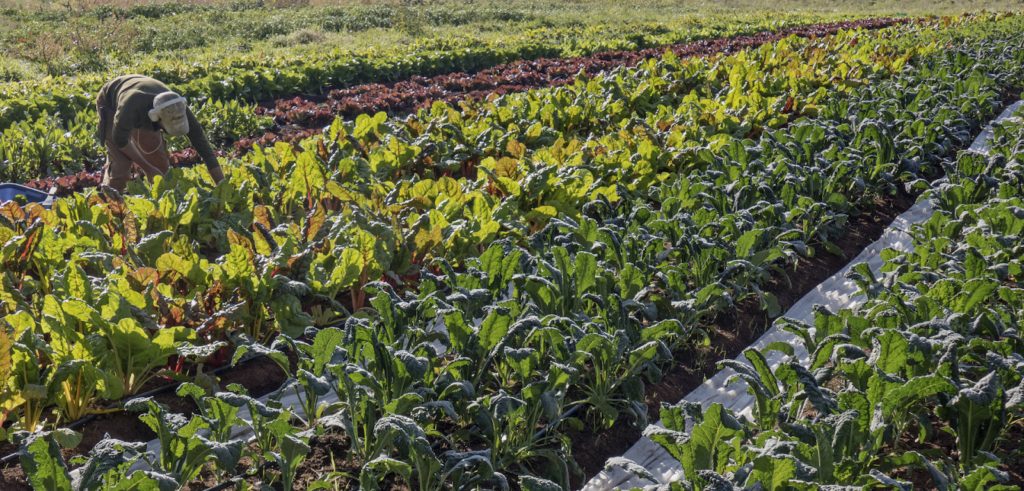 apprenticeship salt and harrow farm
