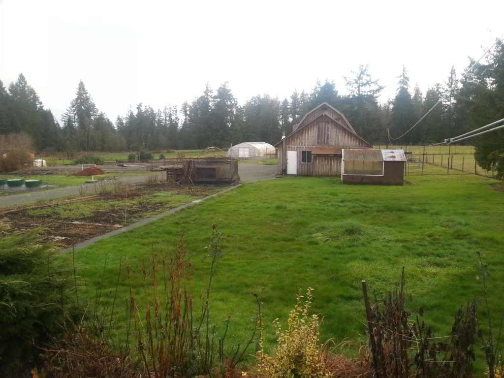 Dancing Dandelion Farm Fields