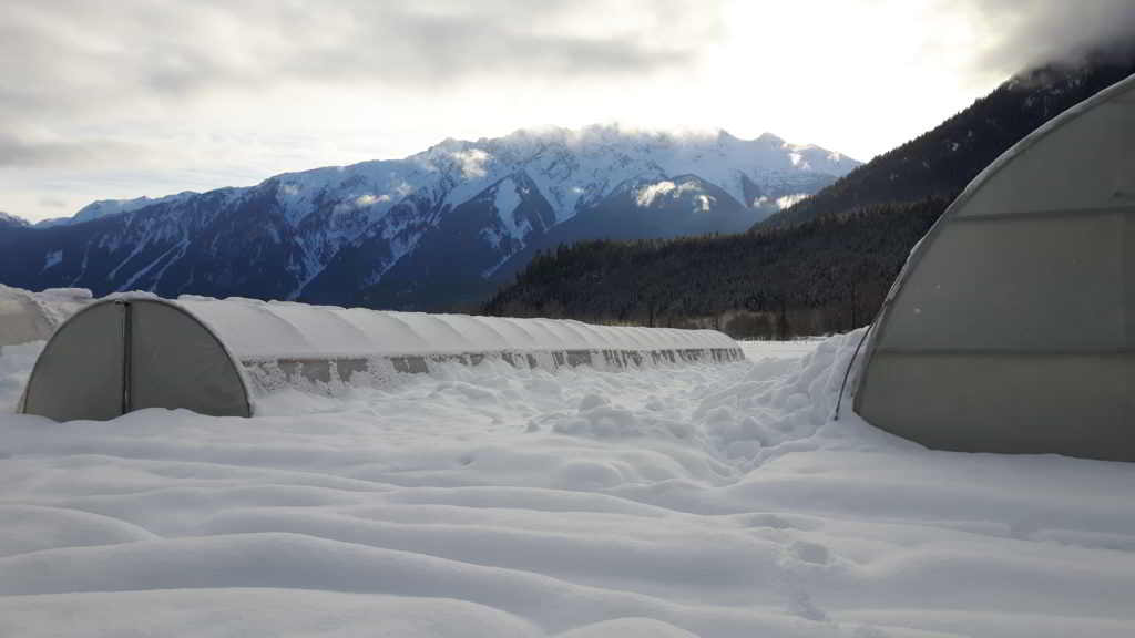 Plenty Wild Farms Greenhouses piled with white snow against purple pemberton mountains