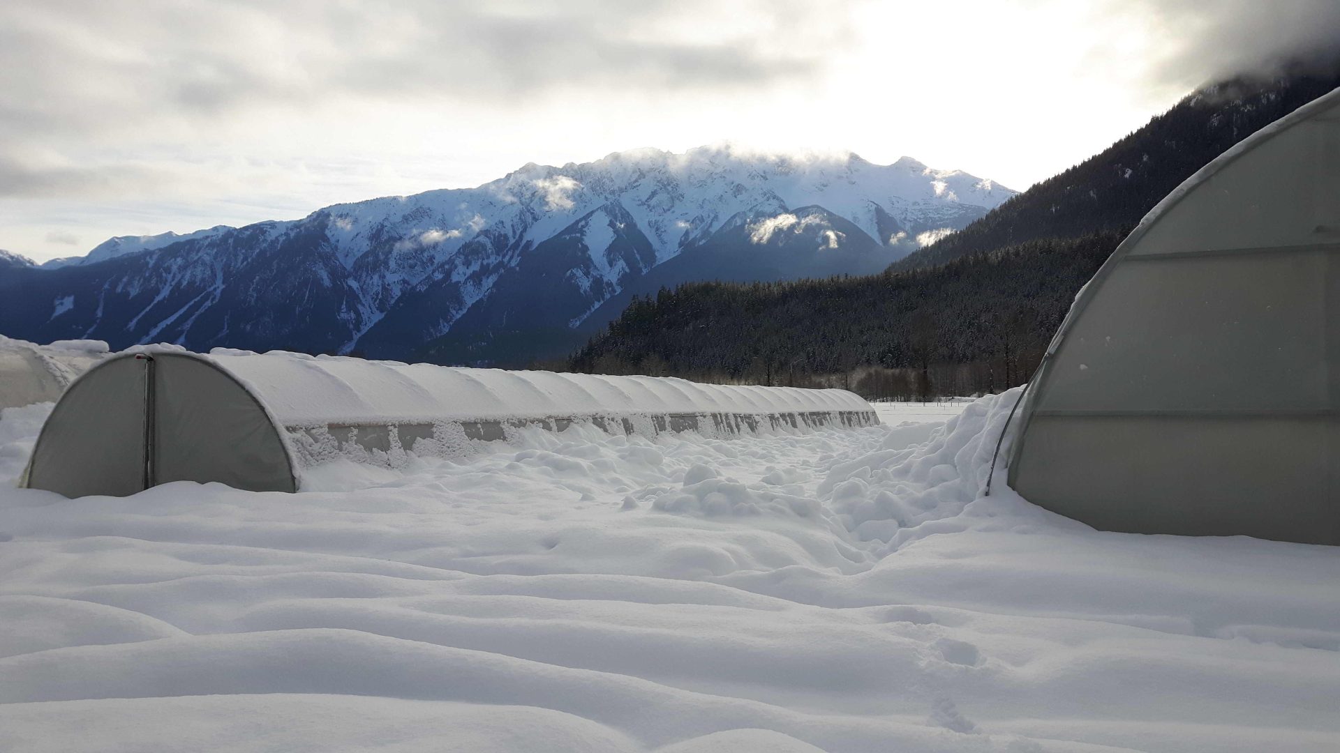 Plenty Wild Farms Greenhouses piled with white snow against purple pemberton mountains