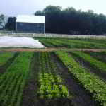FARM JOB: HUNTSVILLE, ONTARIO – The Spring Farm Muskoka Ltd. – Farm Manager