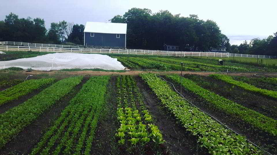 The Spring Farm Muskoka Ltd