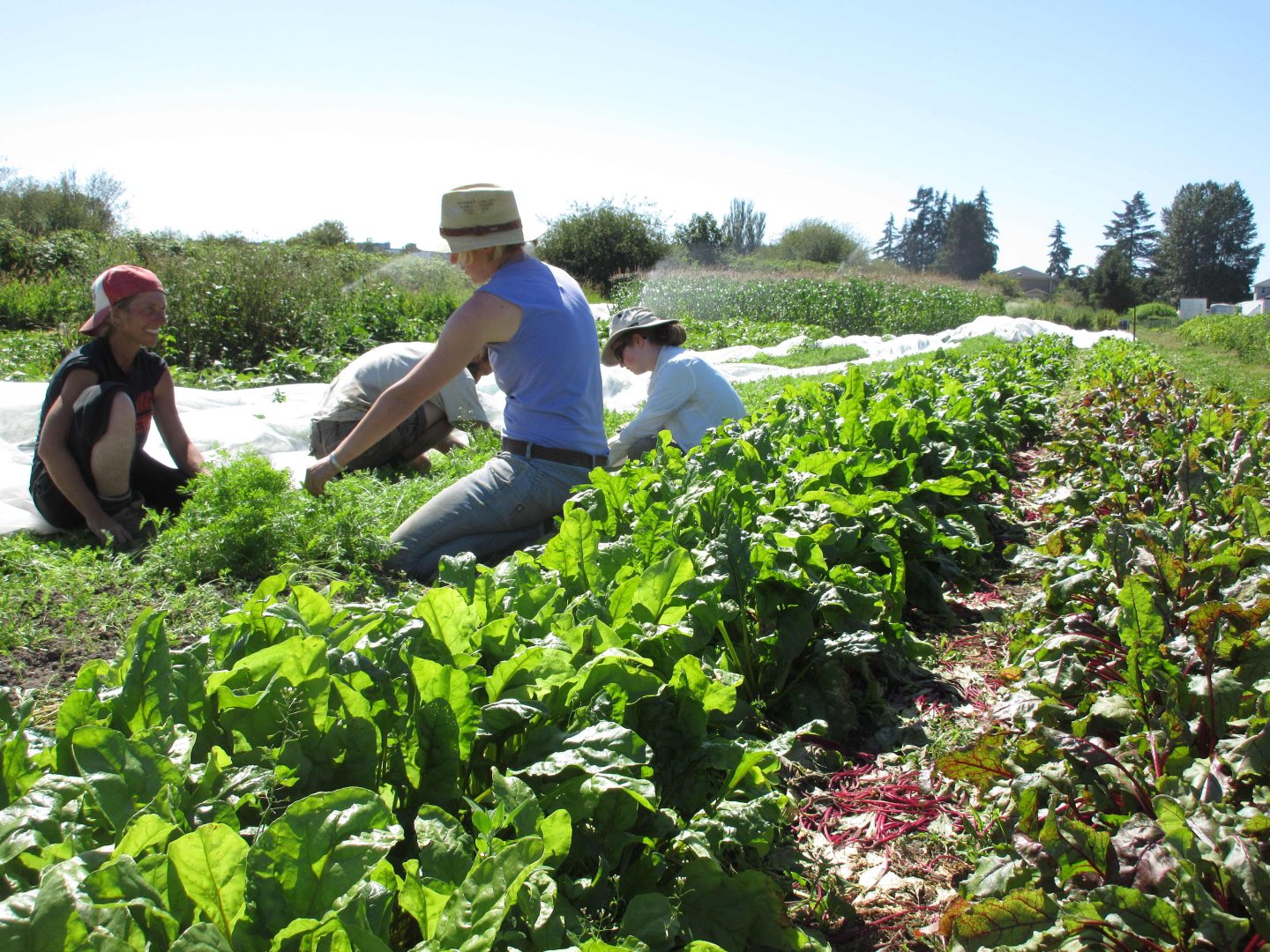The july fields of sweet digz farm