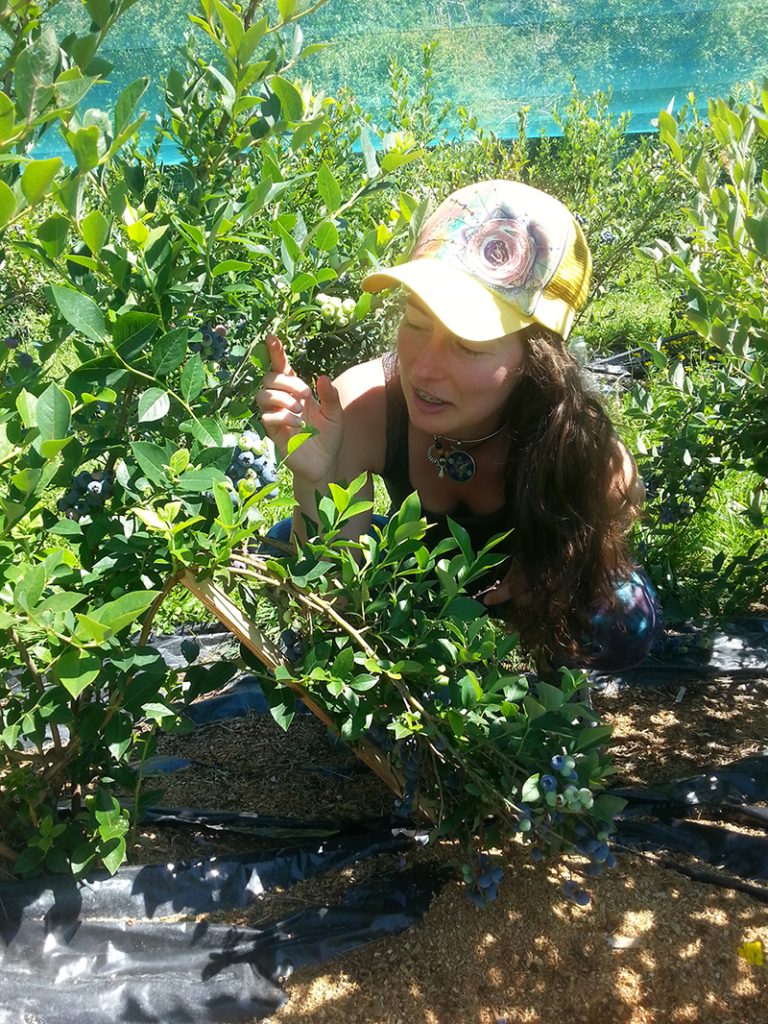 Avalon Organic Blueberry Farm