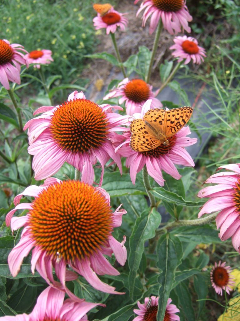 Echinacea field at Clear Sky Farm