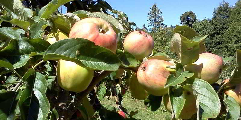 organic certification