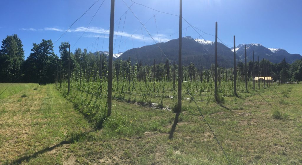 Hop plants growing on Squamish Valley Hop Farm