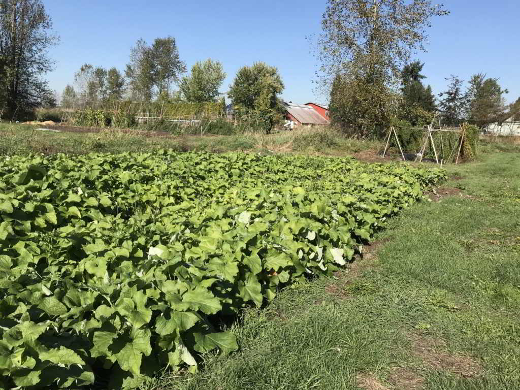 Field of Burdock Root at Surrey Land Opportunity