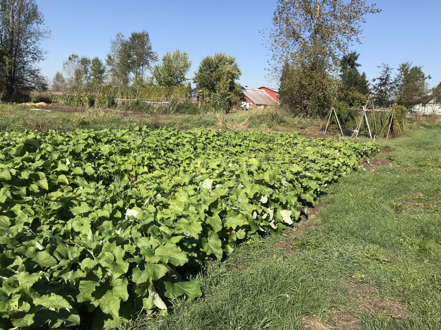 Field of Burdock Root at Surrey Land Opportunity