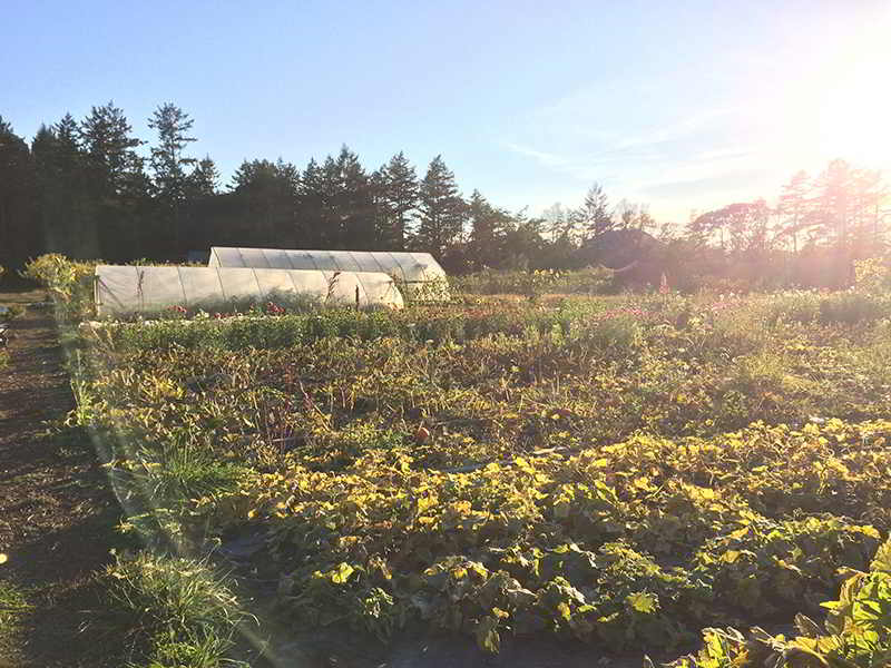 Little Mountain Farm