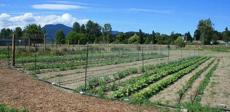 Cowichan Incubator Seed Farm
