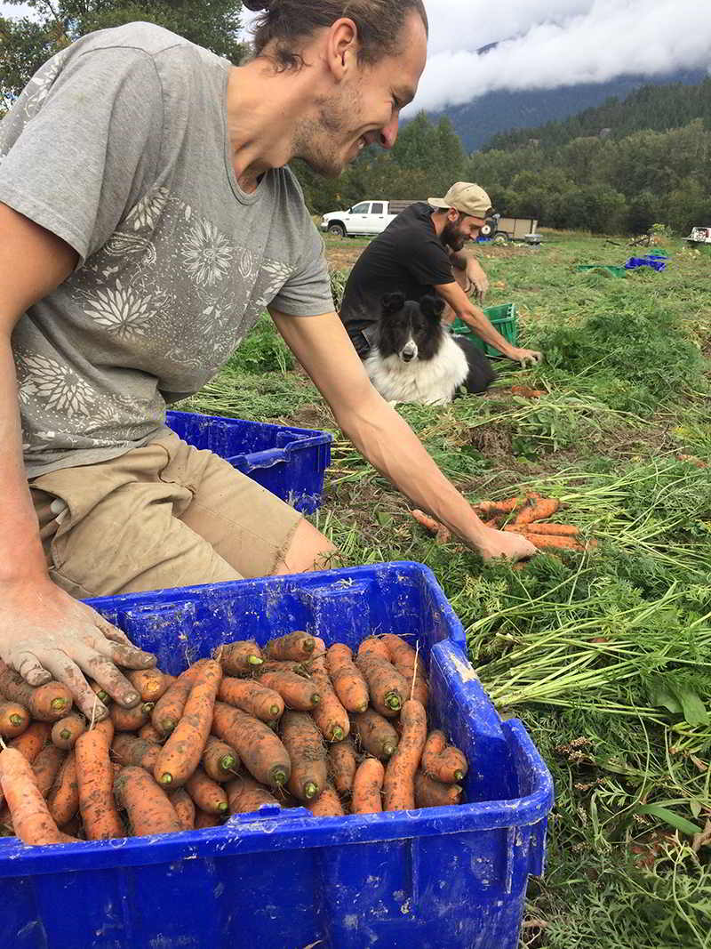 Laughing Crow Organics farm job