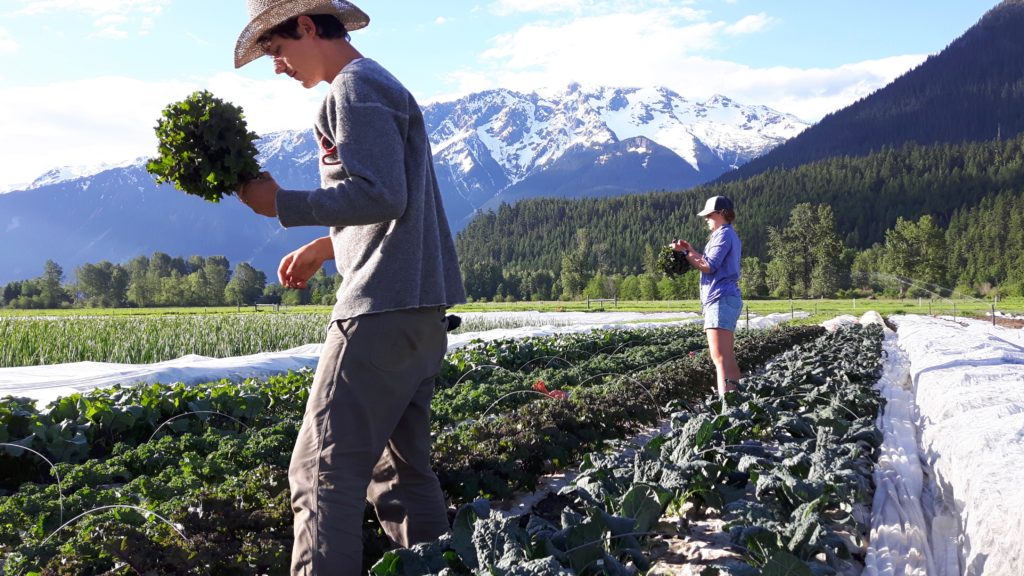 Plenty Wild Farms Harvesting Kale