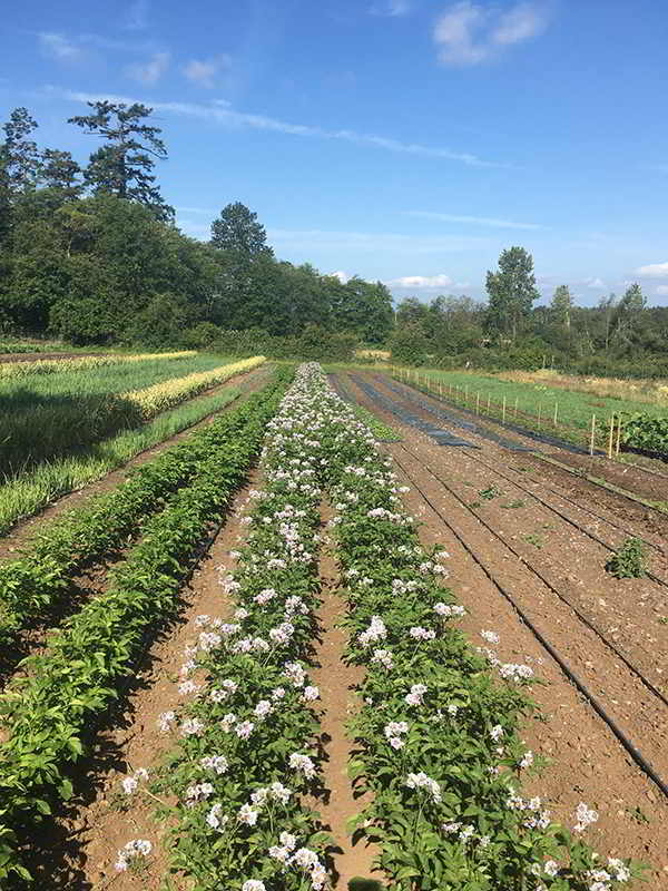 FARM JOB SAANICH, BC 10 Acres Farm Workers Young Agrarians