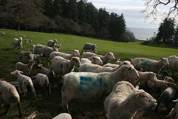 parry bay sheep farm, metchosin, victoria, vancouver island, farm job