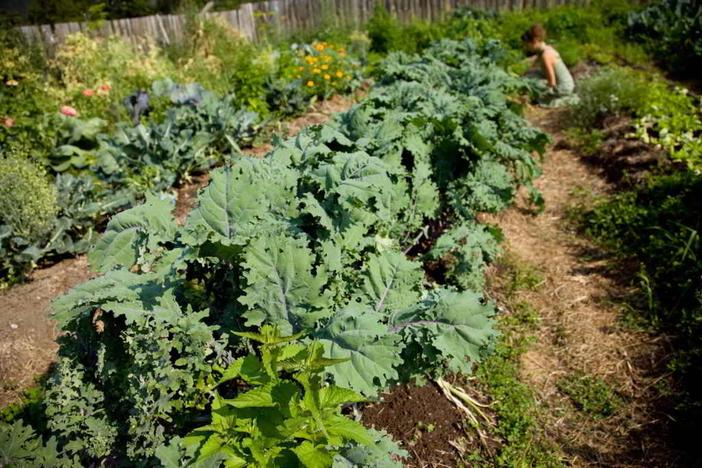 Columbia Basin Young Agrarians Coordinator